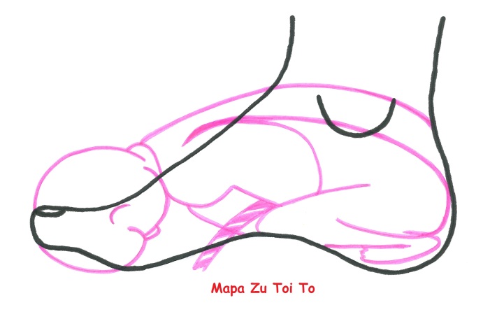 Kurs masażu stóp On Zon Su, Szkolenia refleksologii stóp - Mapa mistrza Zu Toi To Mapa_Zu_Toi_To.jpg