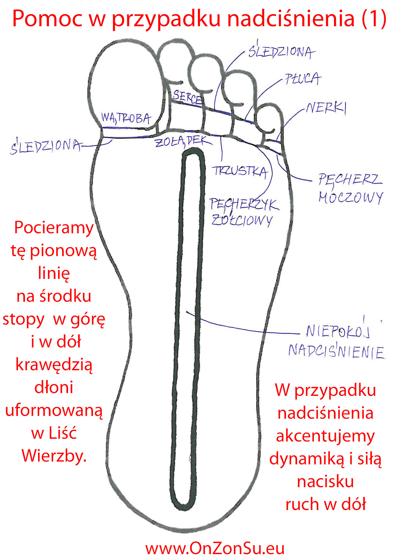 Kurs masażu stóp On Zon Su, Szkolenia refleksologii stóp - Nadciśnienie tętnicze (1) linia_zgiecia_MEM.jpg